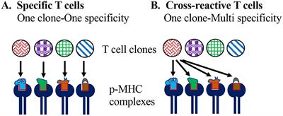 Heterologous Immunity: Role in Natural and Vaccine-Induced Resistance to Infections